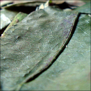 20120528-cocaine Coca_leaves.jpg